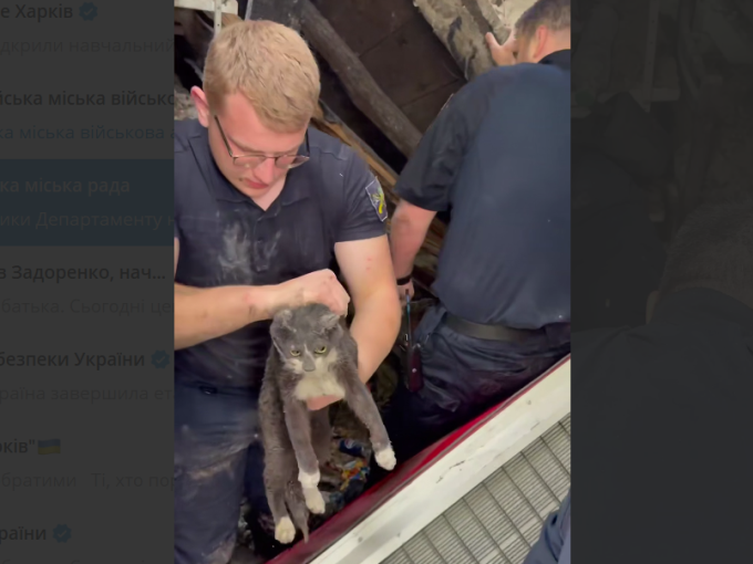 У Харкові рятувальники знайшли під завалами магазину живе кошеня